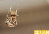 Опасно ли е ухапването от паяк, какви са симптомите и лековете за него